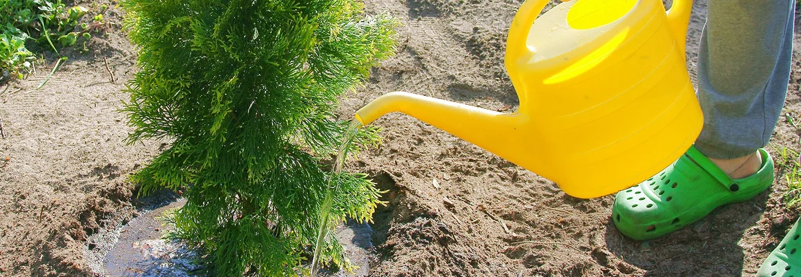 Person gießt Pflanze mit Gießkanne
